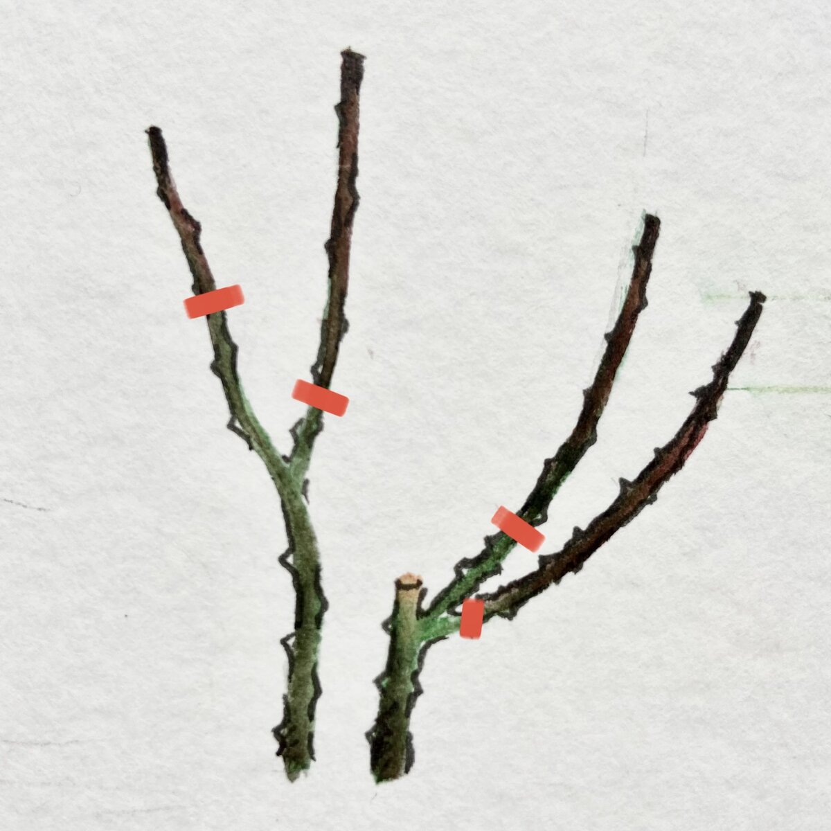 Вариант весенней обрезки молодых ЧГ, роз-флорибунда и молодых шрабов