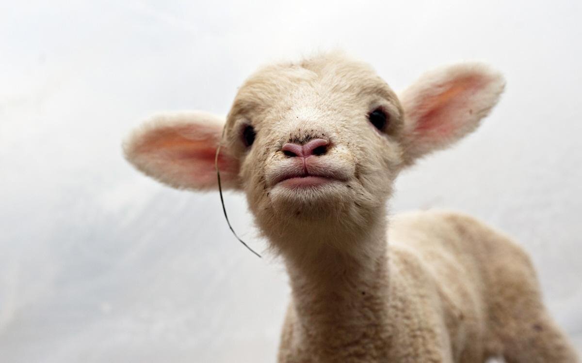 Фото с интернета