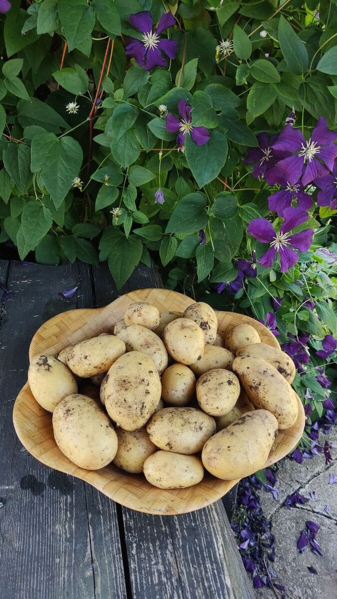 Кербовка картофеля