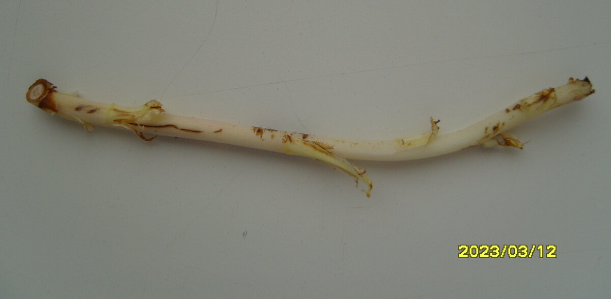 Росток от саженца розы Английская розовая