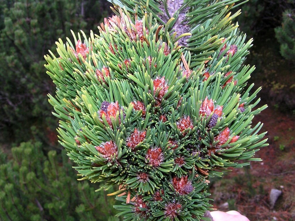 Откуда берутся такие сорта? От «ведьминых метел» (ВМ). Так называют фрагменты кроны с замедленным ростом и интенсивным ветвлением, возникшие как мутации в одной отдельно взятой почке. Были времена, когда мы ходили по европейским горам в поясе сосны горной и нашли несколько ВМ. Одна из них, очень густая, показана на фотографии.   