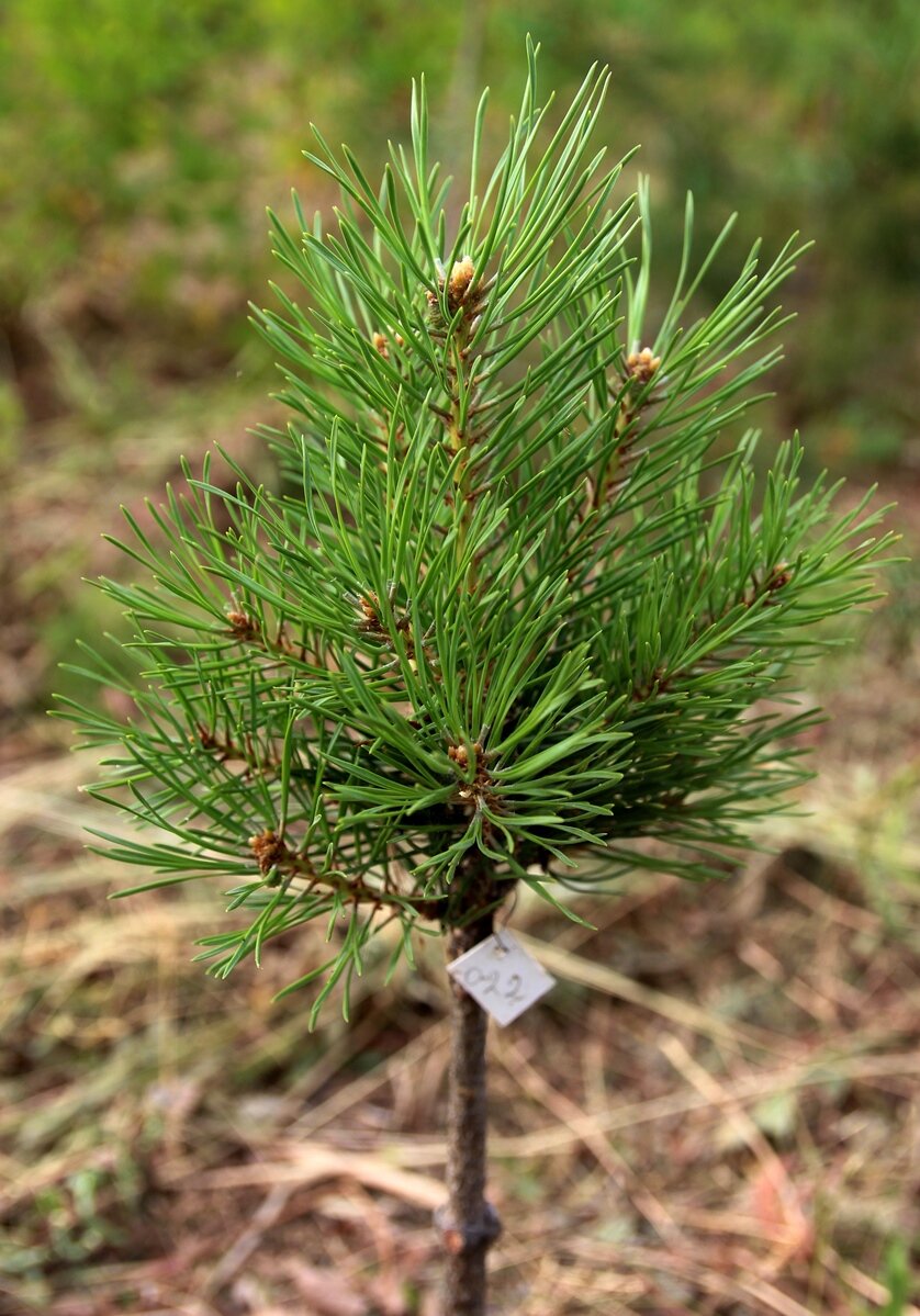 Сосна обыкновенная (Pinus sylvestris), декоративные сорта нашей селекции |  Декоративные древесные растения для Сибири | Дзен