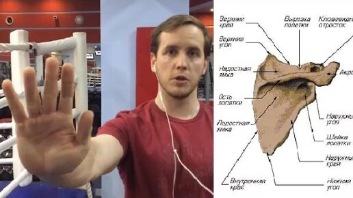 Стабилизация лопатки. Здоровье плечевого сустава