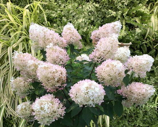 гортензия Фантом