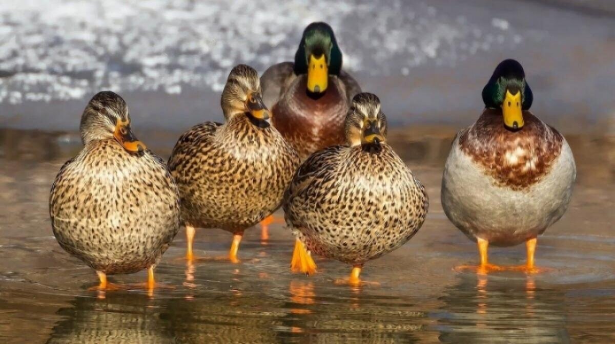    Саратовские охотники будут получать разрешения через ГосуслугиНовости Саратова и области – Сетевое издание «Репортер64»