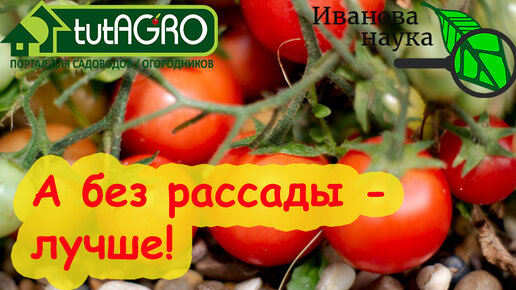 КОГДА БЕЗ РАССАДЫ УРОЖАЙ БОЛЬШЕ, ЧЕМ С РАССАДОЙ. Важная причина отказаться от выращивания рассады.