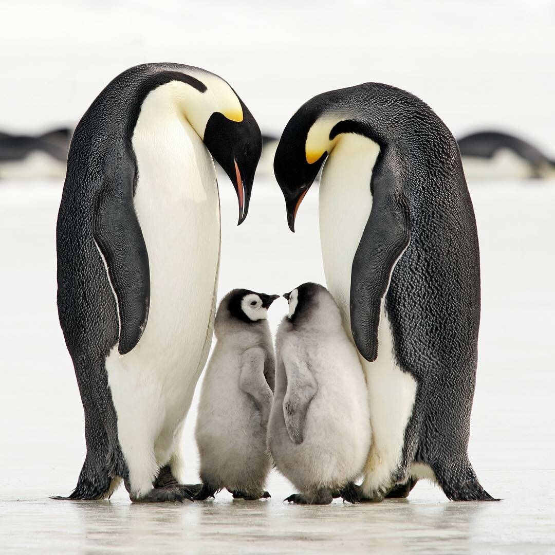 Императорские пингвины отдыхают всей семьей