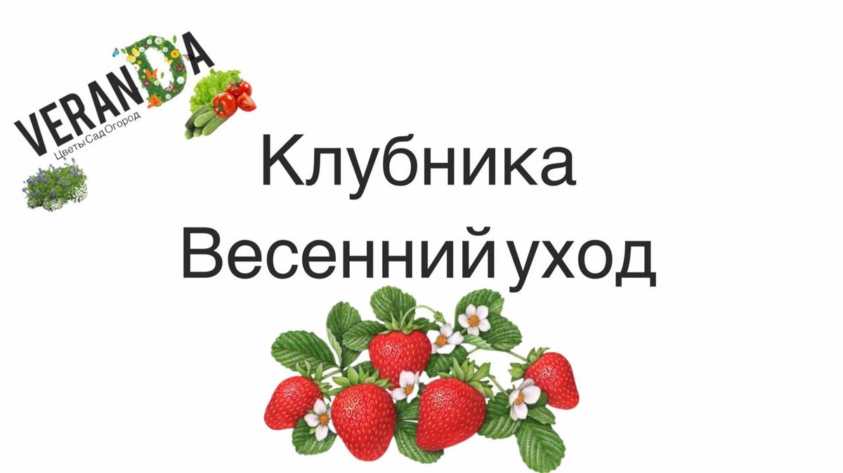 Зала для клубники весной