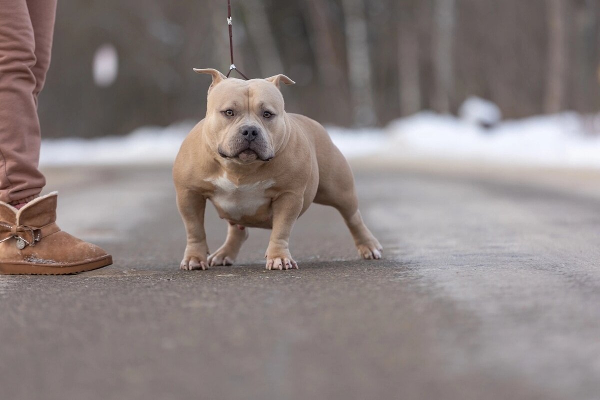 Когда пожалел щеночка и решил оставить уши. А теперь они тебя бесят))) На фото American Dream Florida Gold