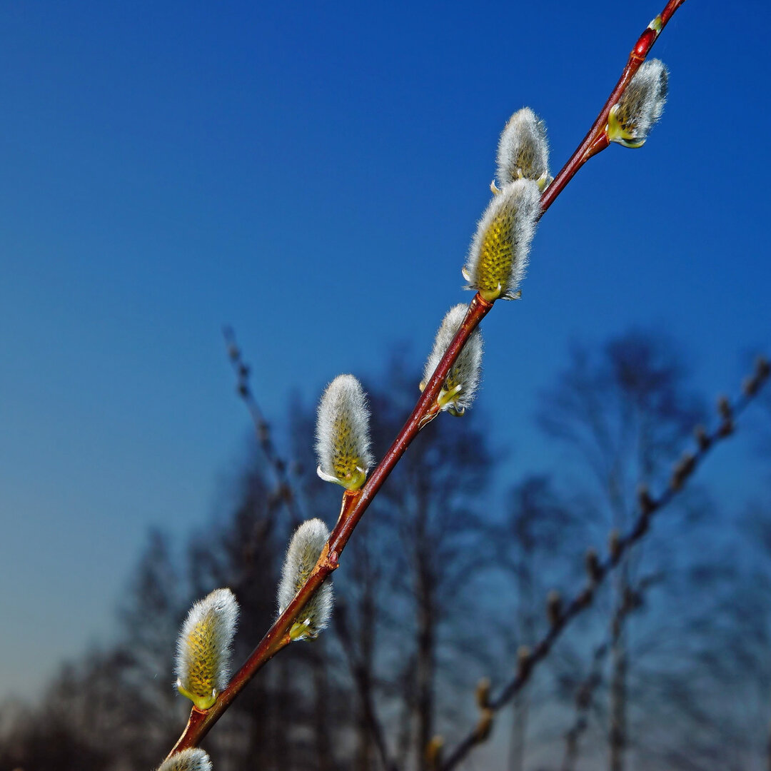 Ива ползучая - Salix repens - Описание таксона - Плантариум