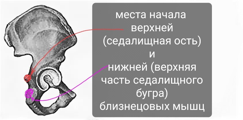 Близнецовые мышцы