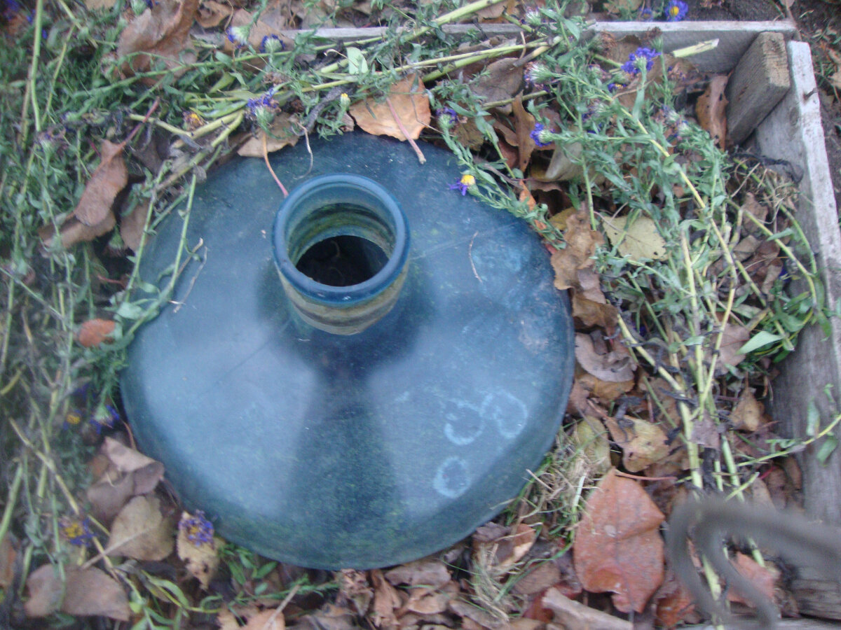 укрытие магнолии