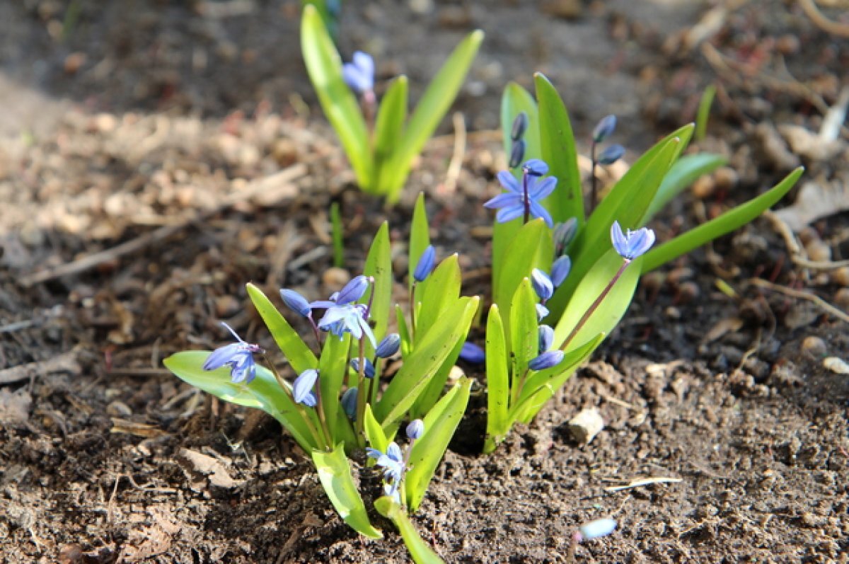    После потепления Нижний Новгород вновь ждут ночные заморозки