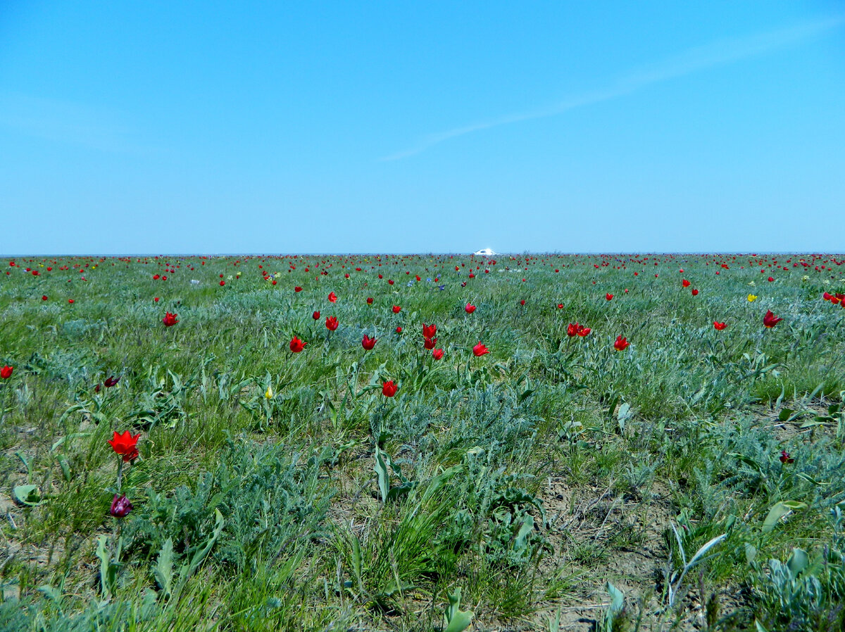 Дикие тюльпаны в Калмыкии