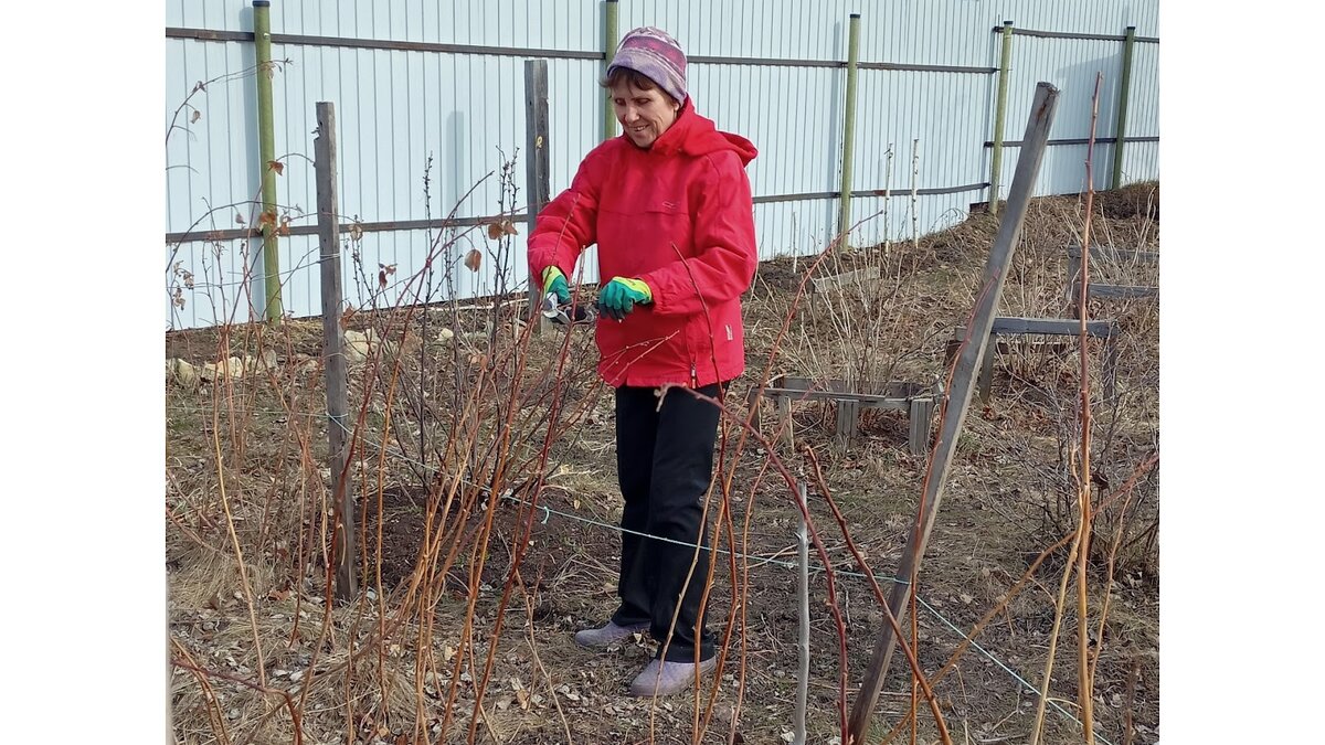                     Обрезка малины весной