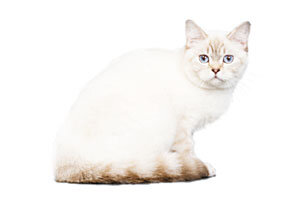 Ультра Кира оф Максельпоинт, фото питомника Максельпоинт. Первая кошечка питомника❤