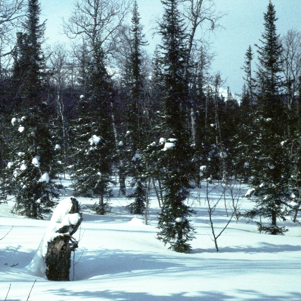 Зима готовится уйти (фото автора)