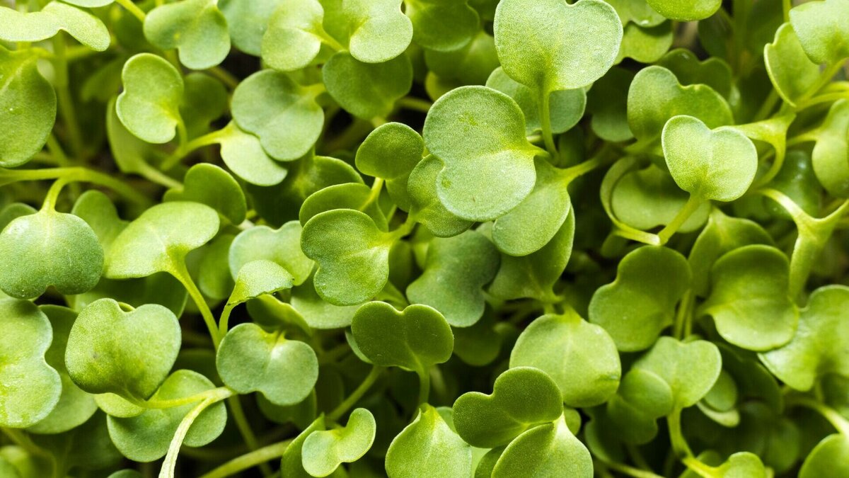     Мы привыкли измерять капусту кочанами. Пекинская, брокколи, савойская, цветная, краснокочанная… Но гораздо полезнее она в первые дни жизни растения. О секретах создания «витаминной бомбы» на подоконнике рассказывает эксперт.