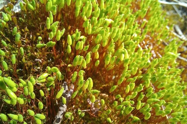    Фото: Из личного архивa/ Марина Привалова