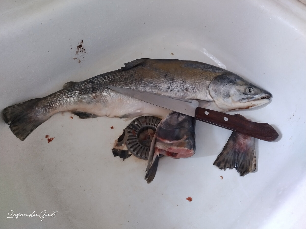 На удивление свежая рыбка попалась, совсем без ржавчины.