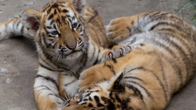     Тигрята Сергей Писарев