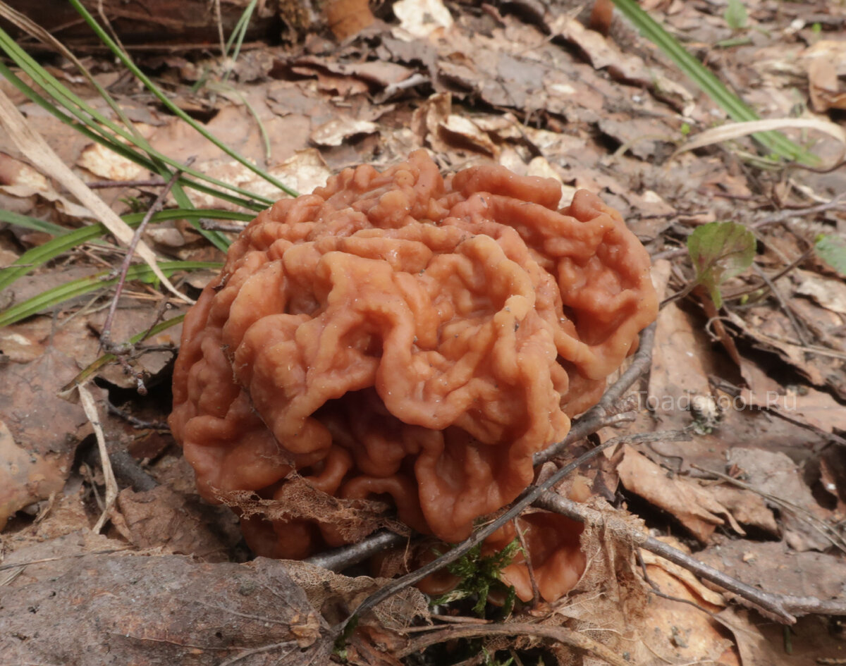 Самый большой. С хороший кулак размером. Хоть в корзину отправляй (фото И.Лебединского)
