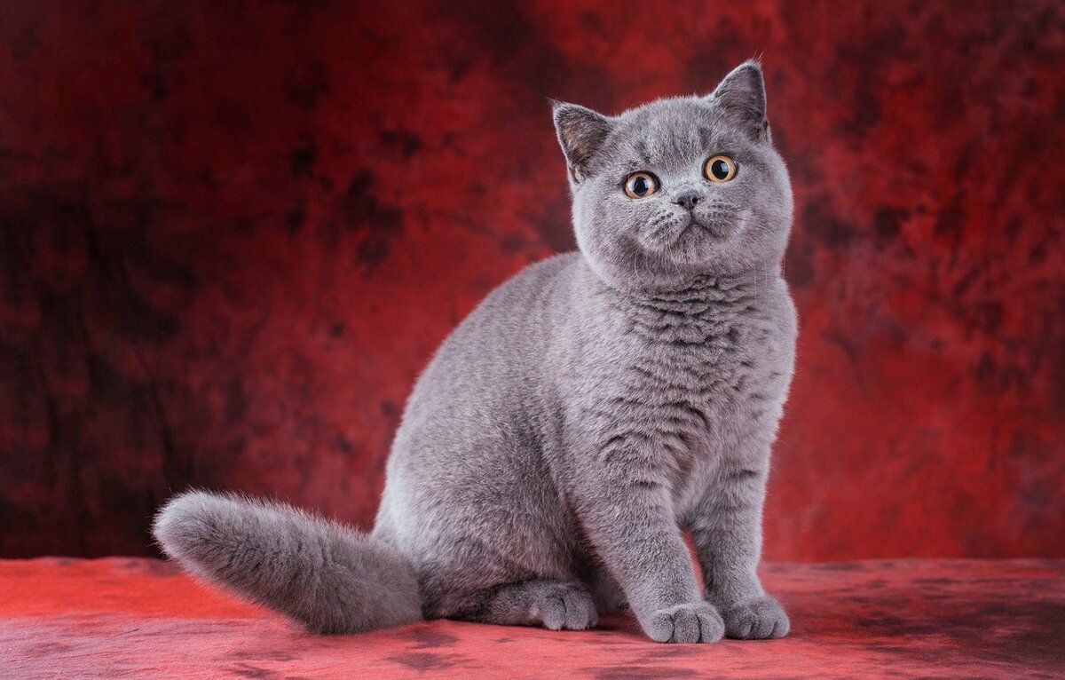 Котята британской породы. Британская короткошёрстная кошка. Витанская короткошёрстная кошка. Шотландская прямоухая короткошерстная. Шотландская короткошёрстная кошка прямоухая