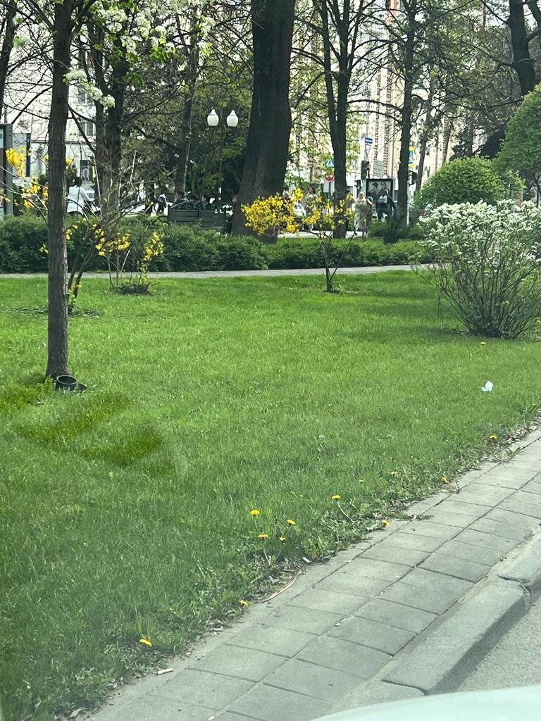 Здесь избавляются от одуванчиков