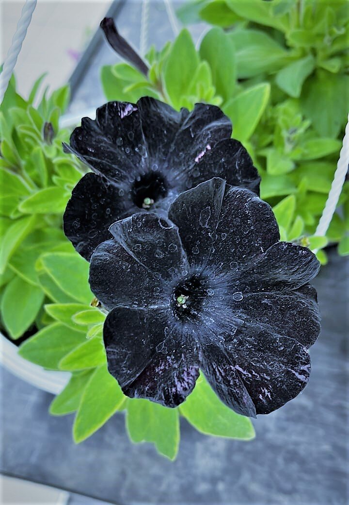 Два одиночества. Фото Е Островской.