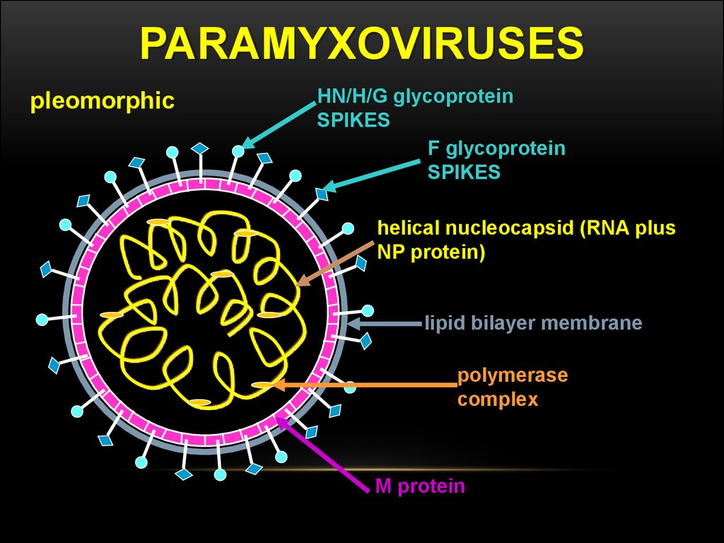 Схема строения парамиксовируса