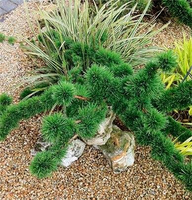 (Larix decidua Krejci Mutation)