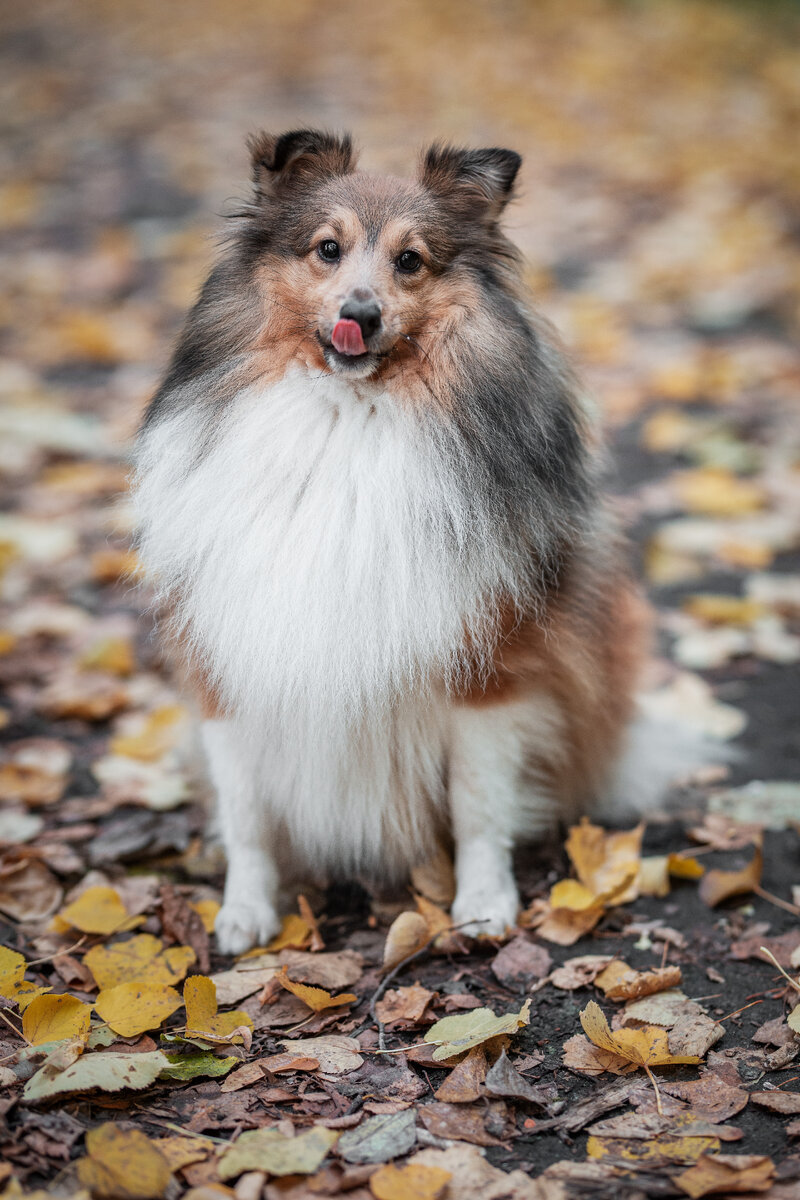 Наша девочка Эсси