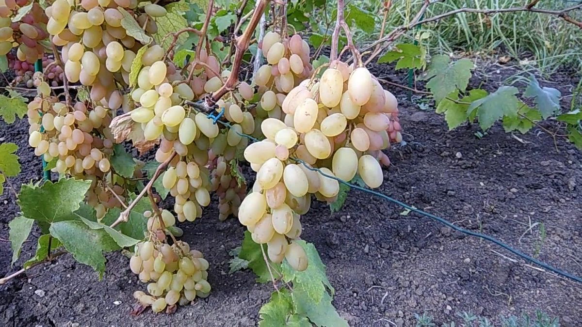 Подкормка винограда: как когда и чем удобрить лозу для богатого урожая