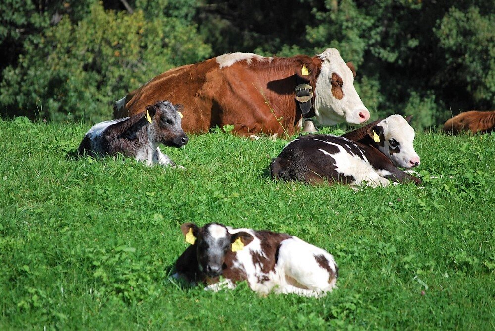 В иллюстративных целях. 