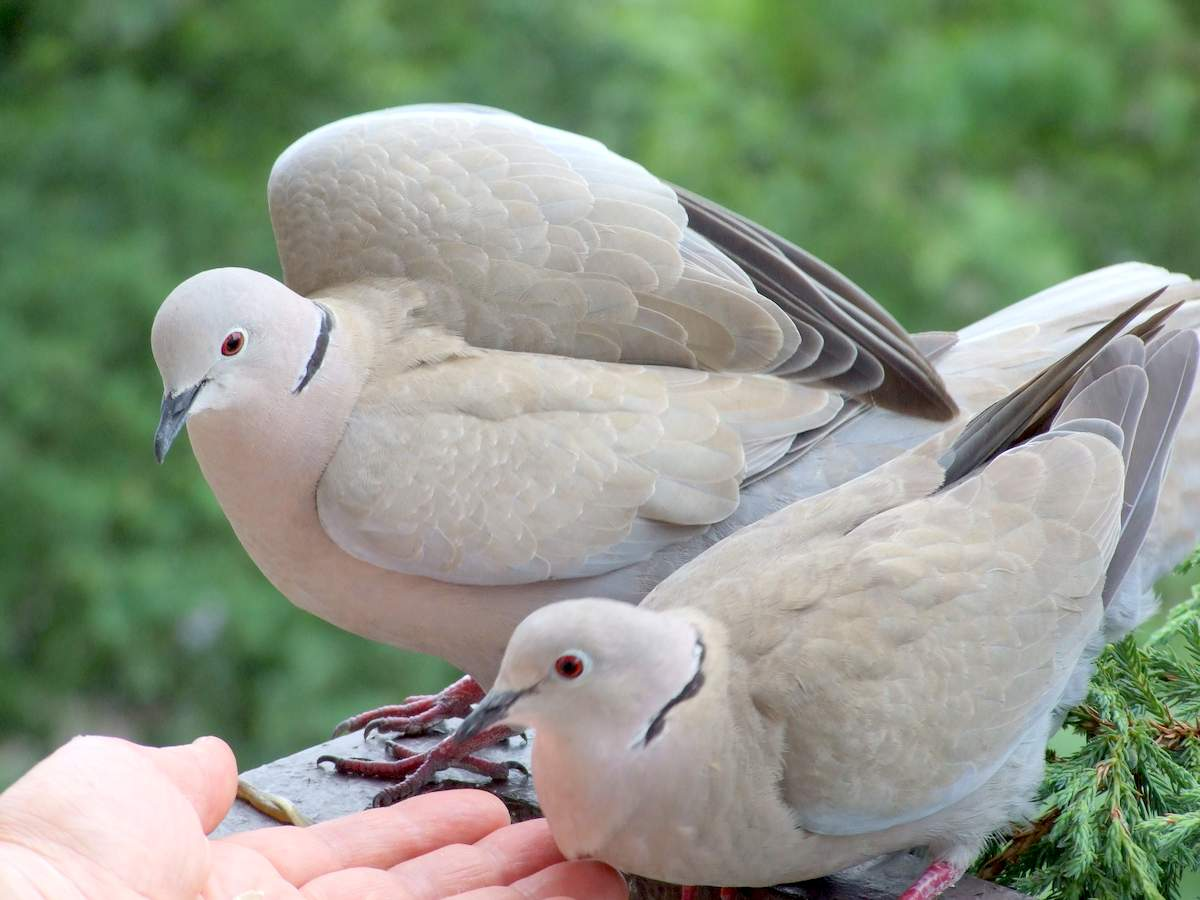 Три породы диких лесных голубей | Изелин | Дзен