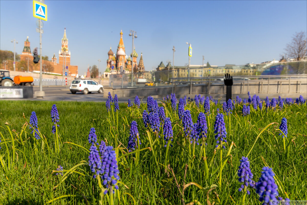 Гадючий лук распустился в Зарядье — красиво! | Блог авиационного фотографа  | Дзен