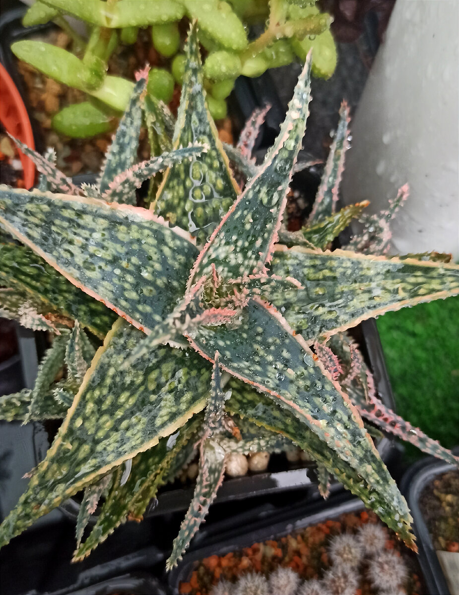 aloe bright star