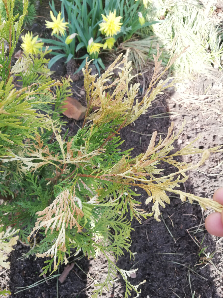 Туя "Магдалена" (Thuja occidentalis 'Magdalena') осенней посадки, светлые приросты частично посохли.