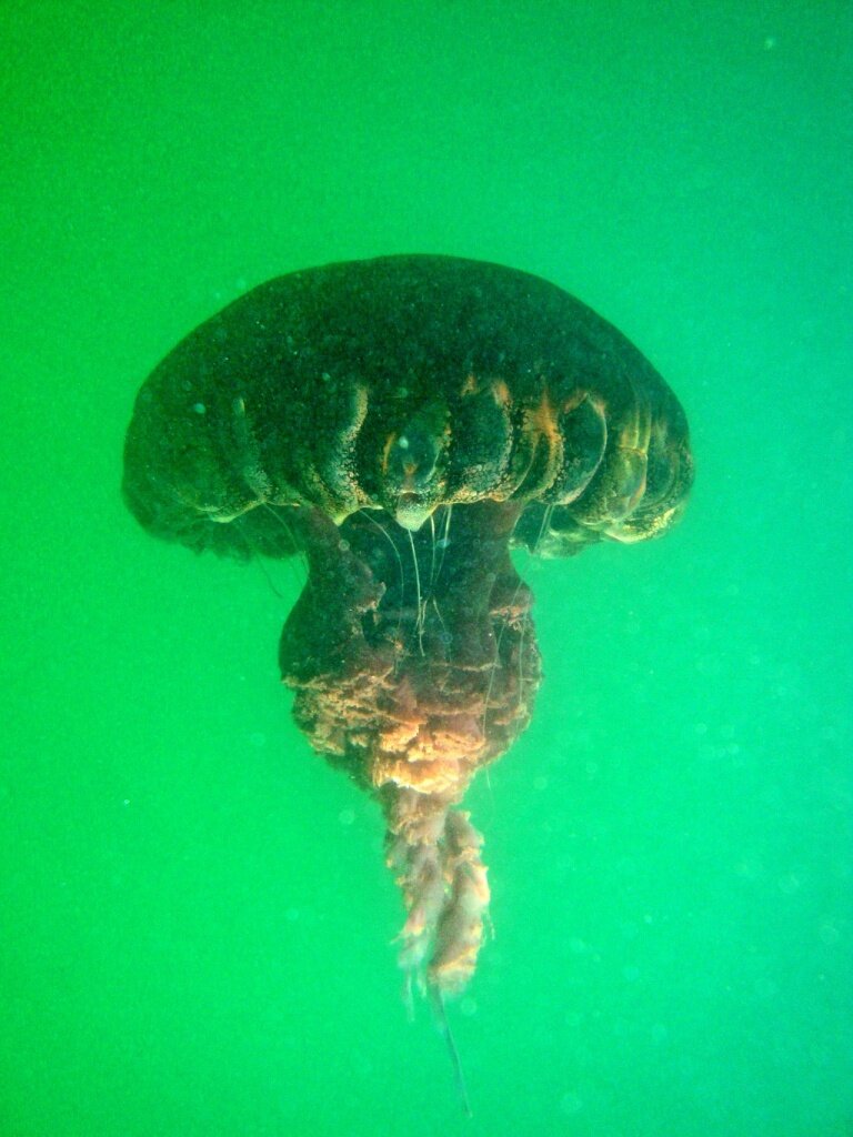 Пурпурная медуза Chrysaora achlyos. Фото: James Jackson