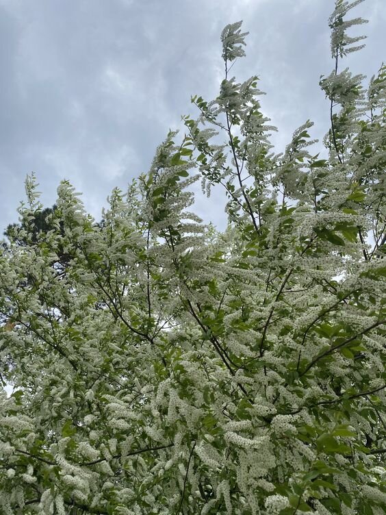 Картинка из интернета