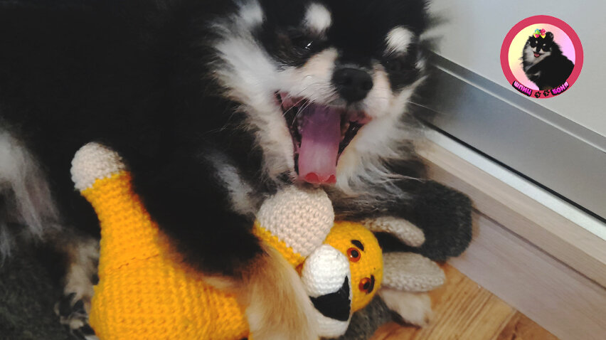 Померанский шпиц игрушка 🐾 Шпиц Боня