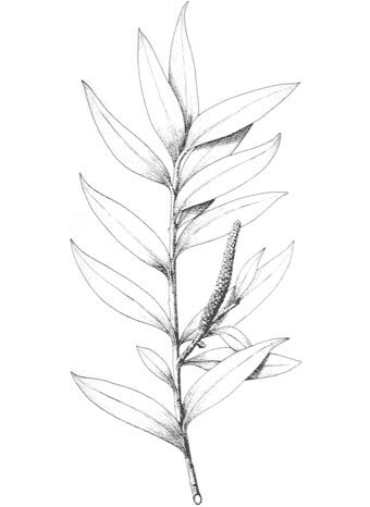 Рисунок Фалькатифолиума серповидного (Falcatifolium falciforme).