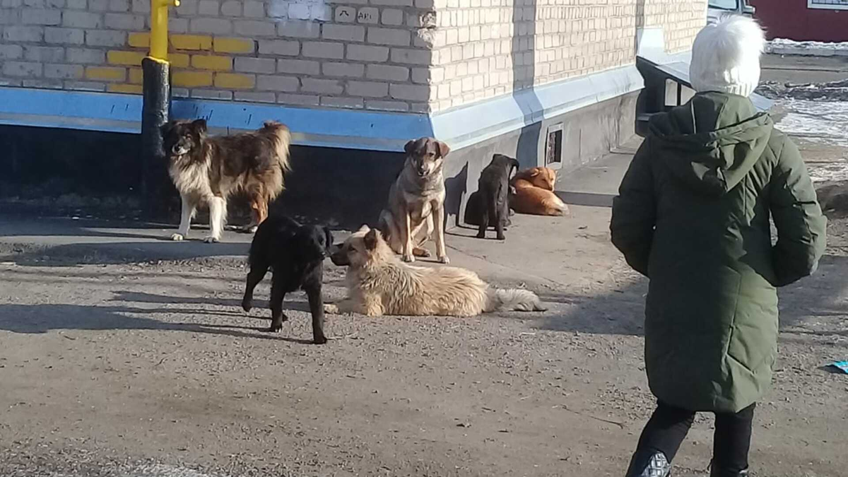 Случаи нападение собаки