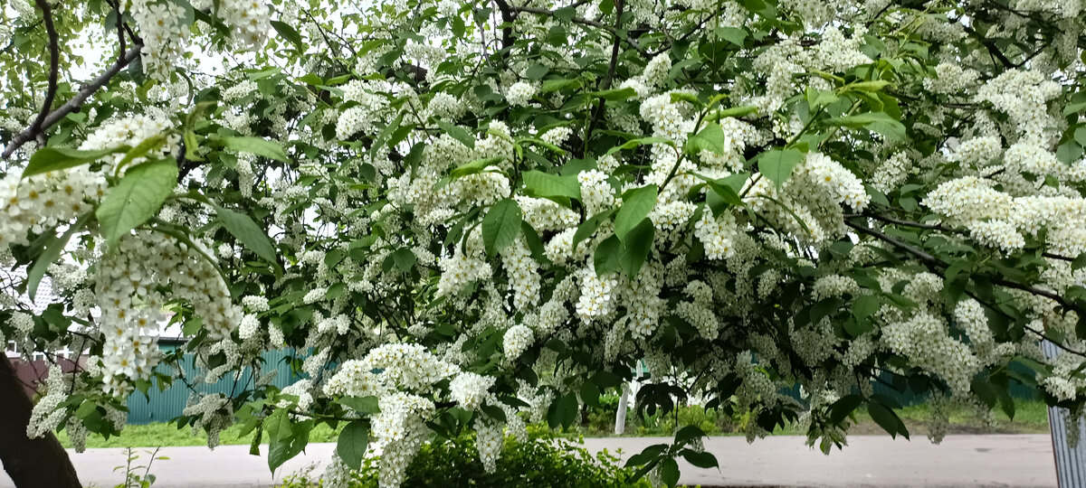 Черемуха венгерская. Весна черемуха. Черёмуха обыкновенная формула цветка. Цветущая черемуха. Народные приметы о черемухе.