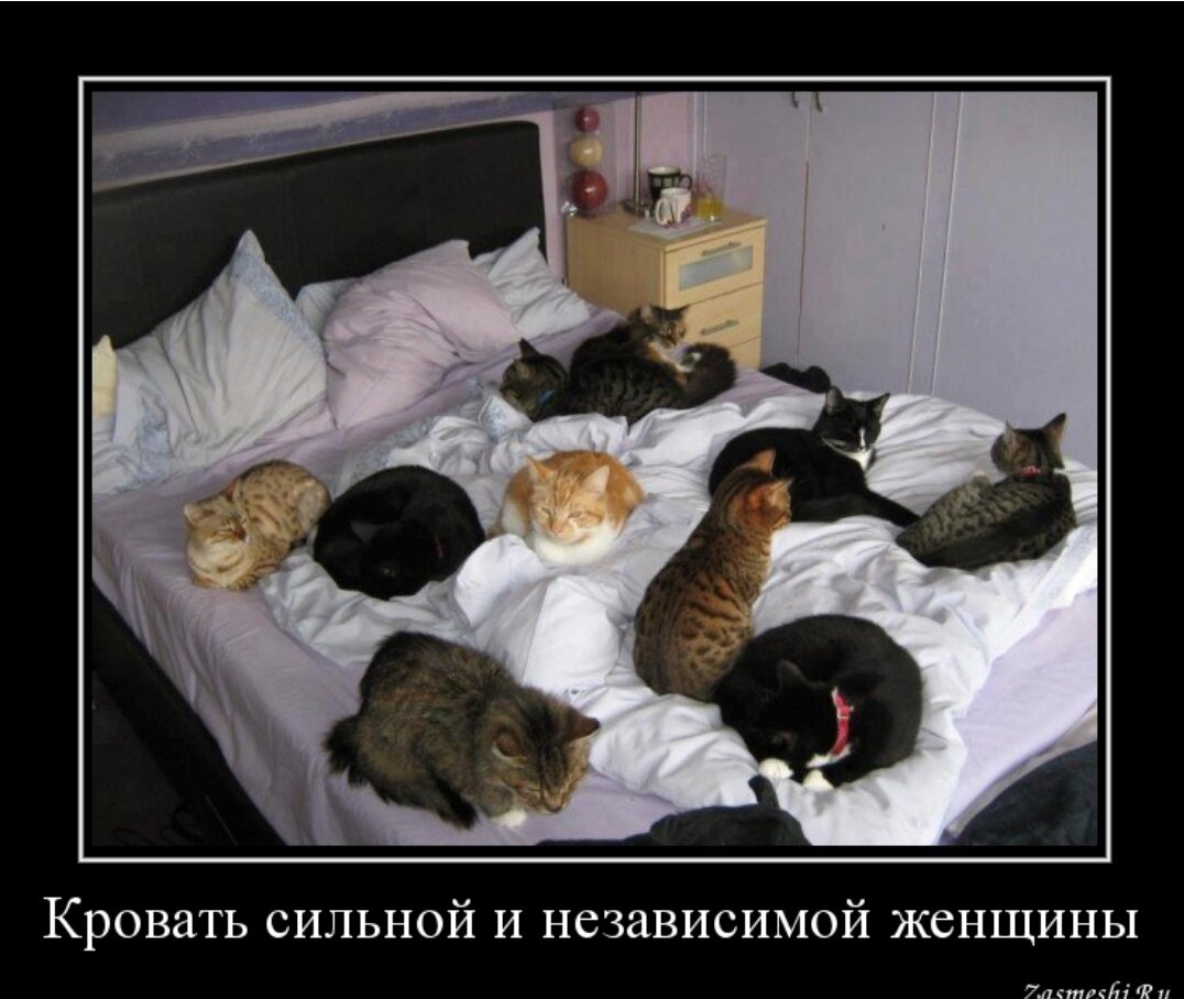 много кошек на кровати
