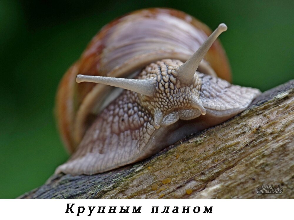 рот улитки. рот улитки. рот виноградной улитки. ахатина фулика улитка зубы. рот виноградной улитки.