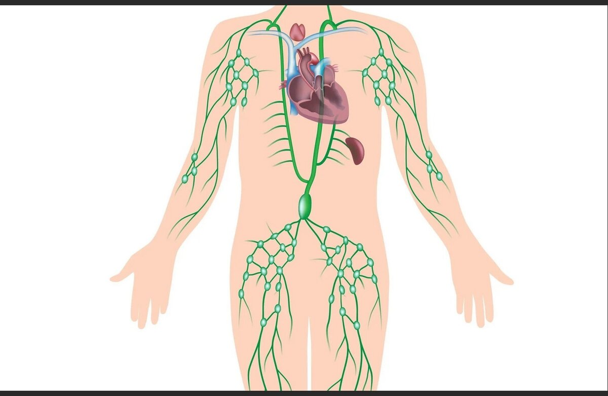 Как проходит лимфатическая система у человека фото Лимфатическая система: зачем и как ее беречь? Как предотвратить старение Дзен
