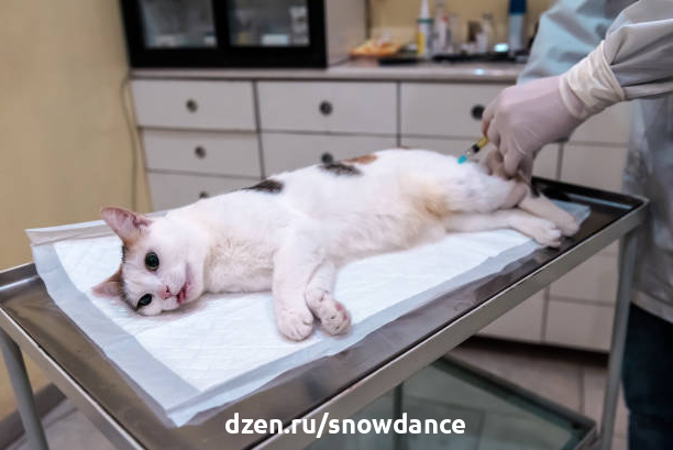 В чем путаница понятий "кастрация" и "стерилизация"? Давайте разберемся раз и навсегда!