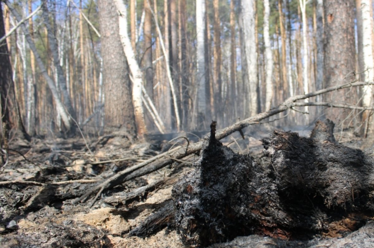    Жители Пермского края тушили лесной пожар, чтобы спасти деревню