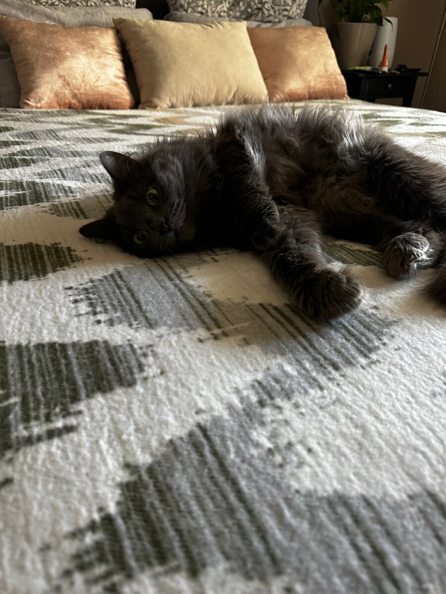 Я всегда застилаю кровать пледом, потому что Маня просто обожает спать именно на кровати ❤️ Мне даже кажется, она уверена, что пледы я покупаю именно для нее 😂